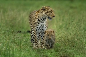 Leopard and it's Cub
