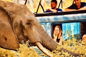 Elephant and Jeep
