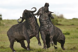 Bufallo
