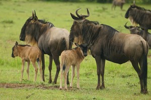 Wildbeest