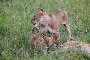 Lion