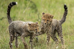 Cheetah