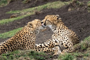 Cheetah