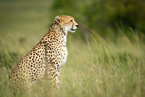 Cheetah