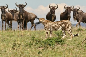 Cheetah