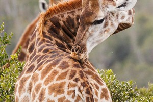 Giraffe