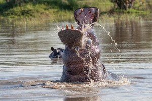 Hippo