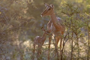 Antelope