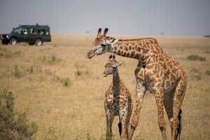 Giraffe