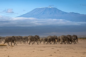 Kilimanjaro