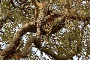 Leopard