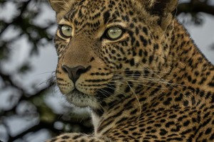 Leopard