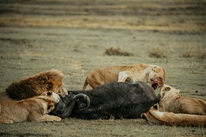 Lion eating