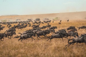 Wildbeest migration