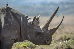 Rhino