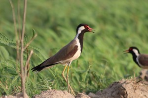 Birdwatching