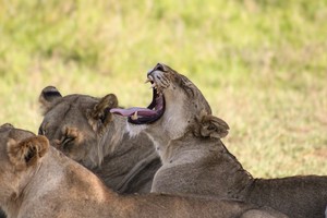 Lion Yawning
