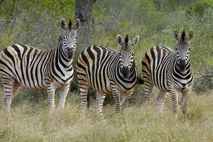 Zebra