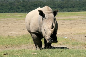 Rhino