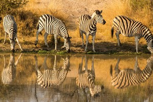 Zebra by the river