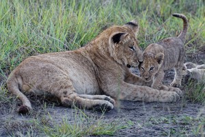 Lions and Cubs