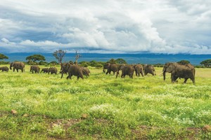Elephant