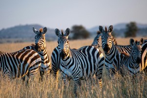 Zebra