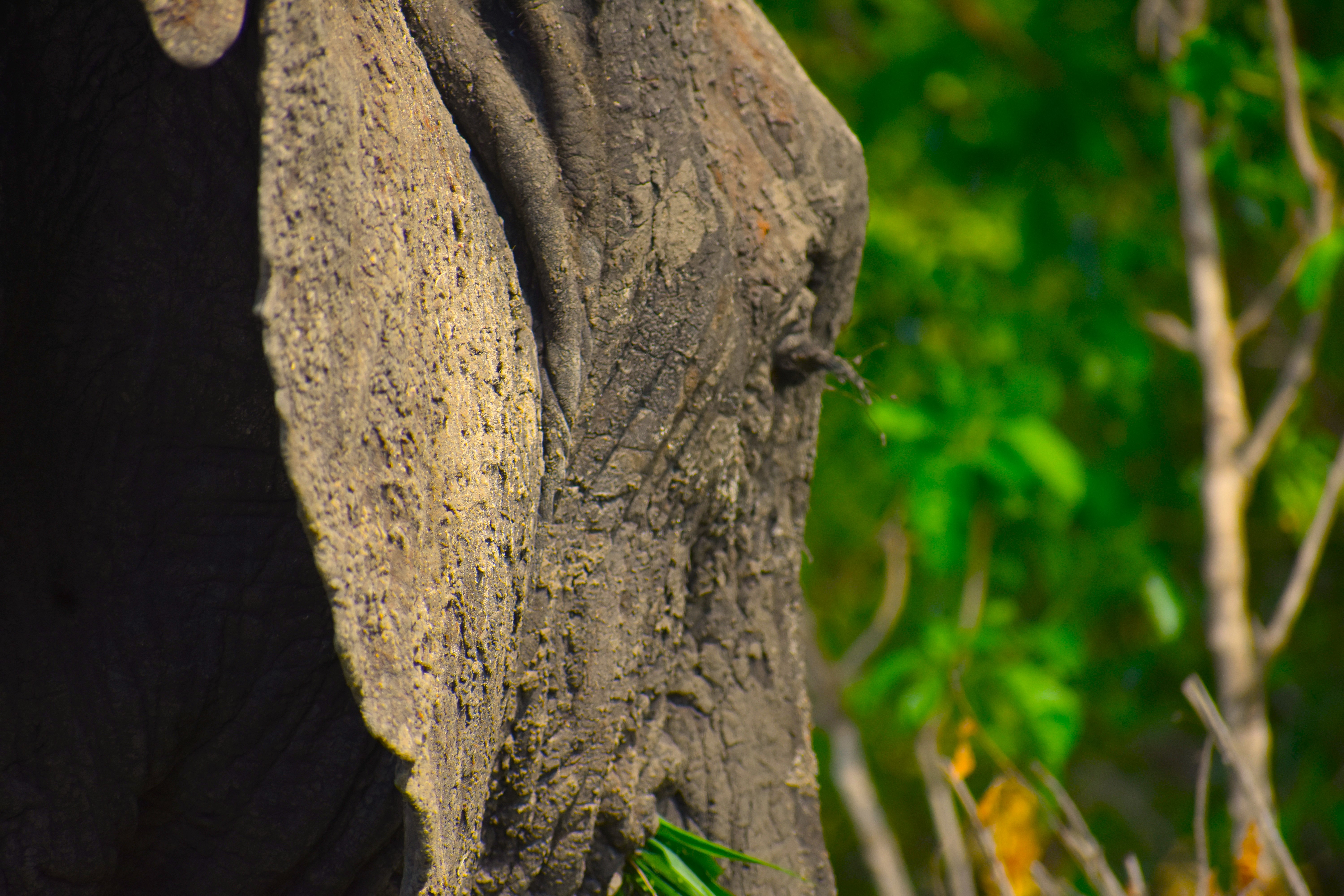 Photo of Tarangire Day Trip