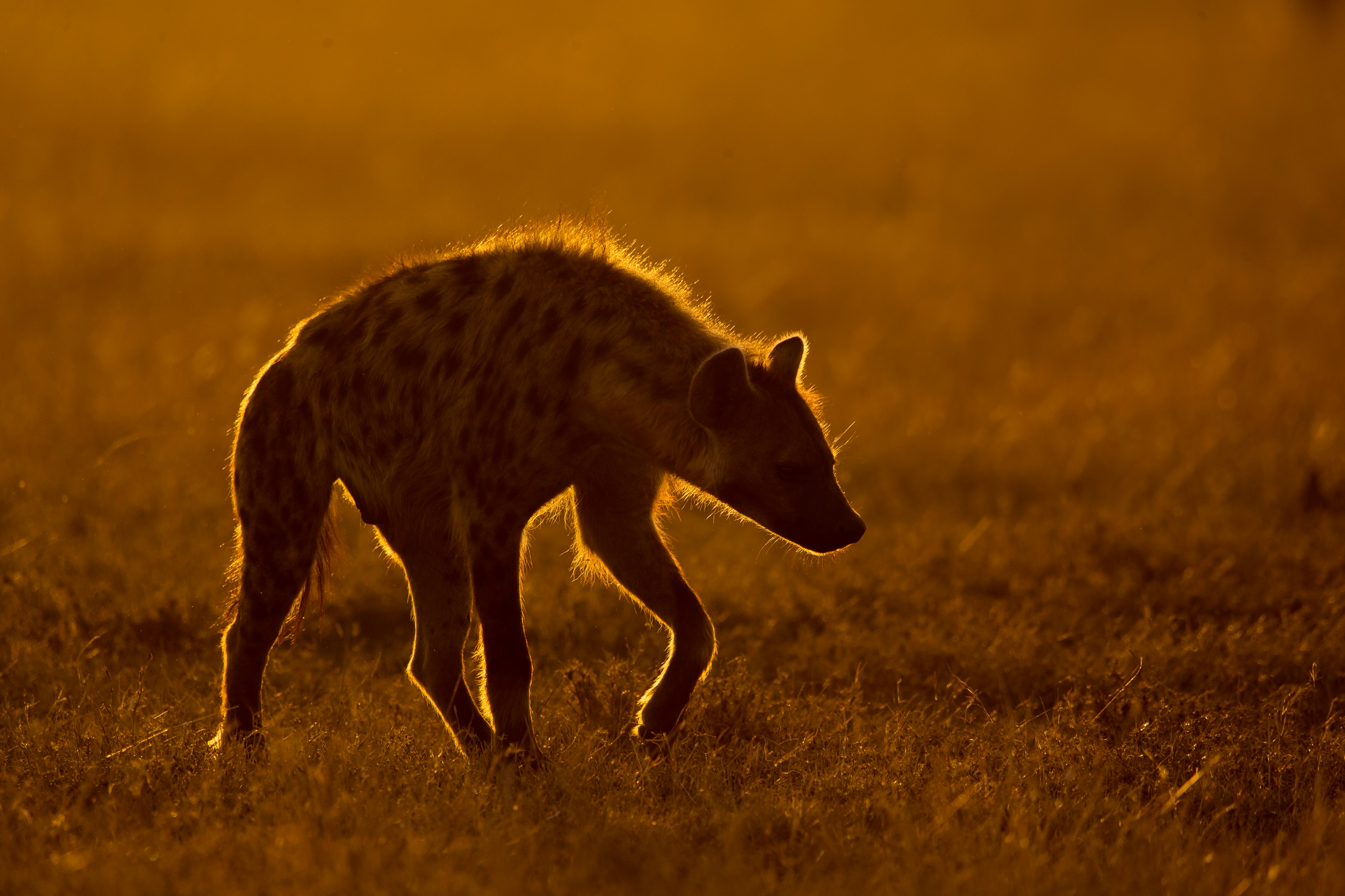 5-Day Fly-In Wildebeest Calving Safari in Ndutu