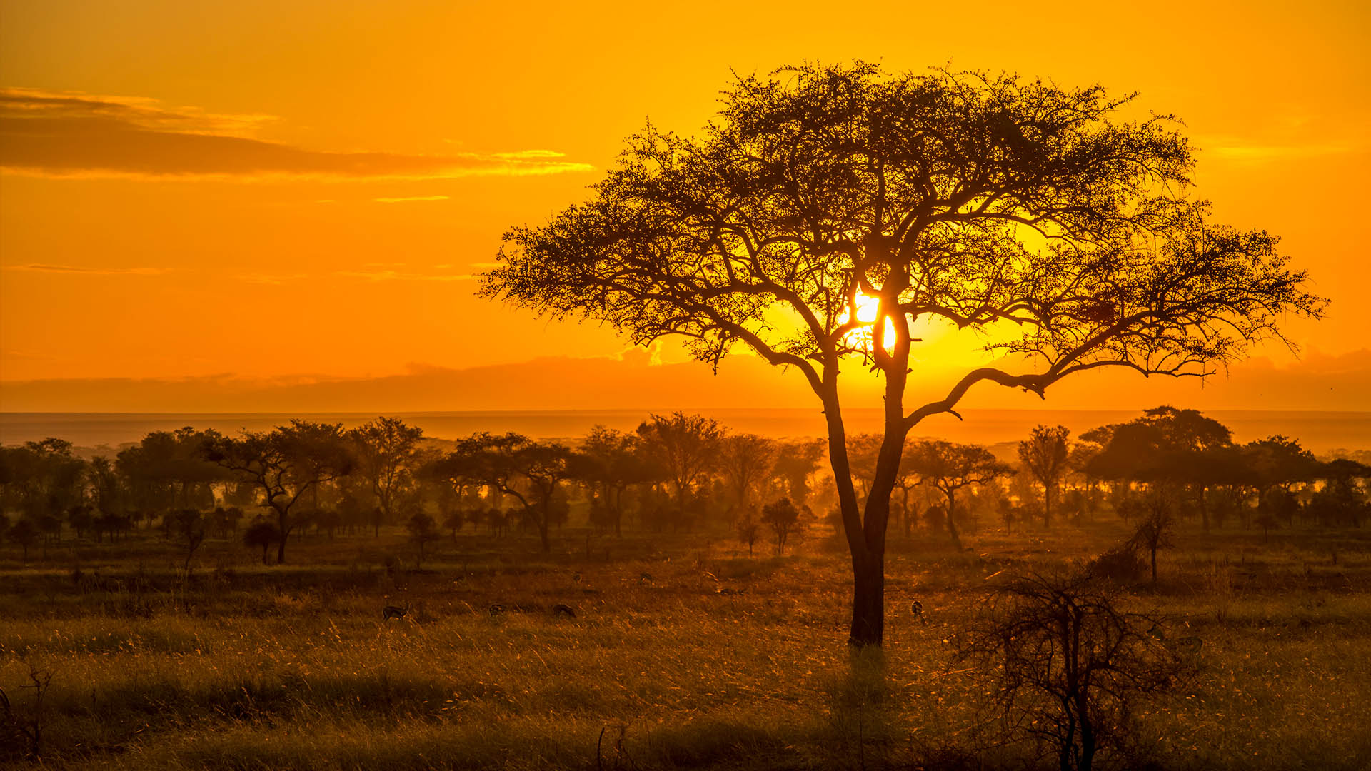 8-Day Big Five & Calving Season Safari