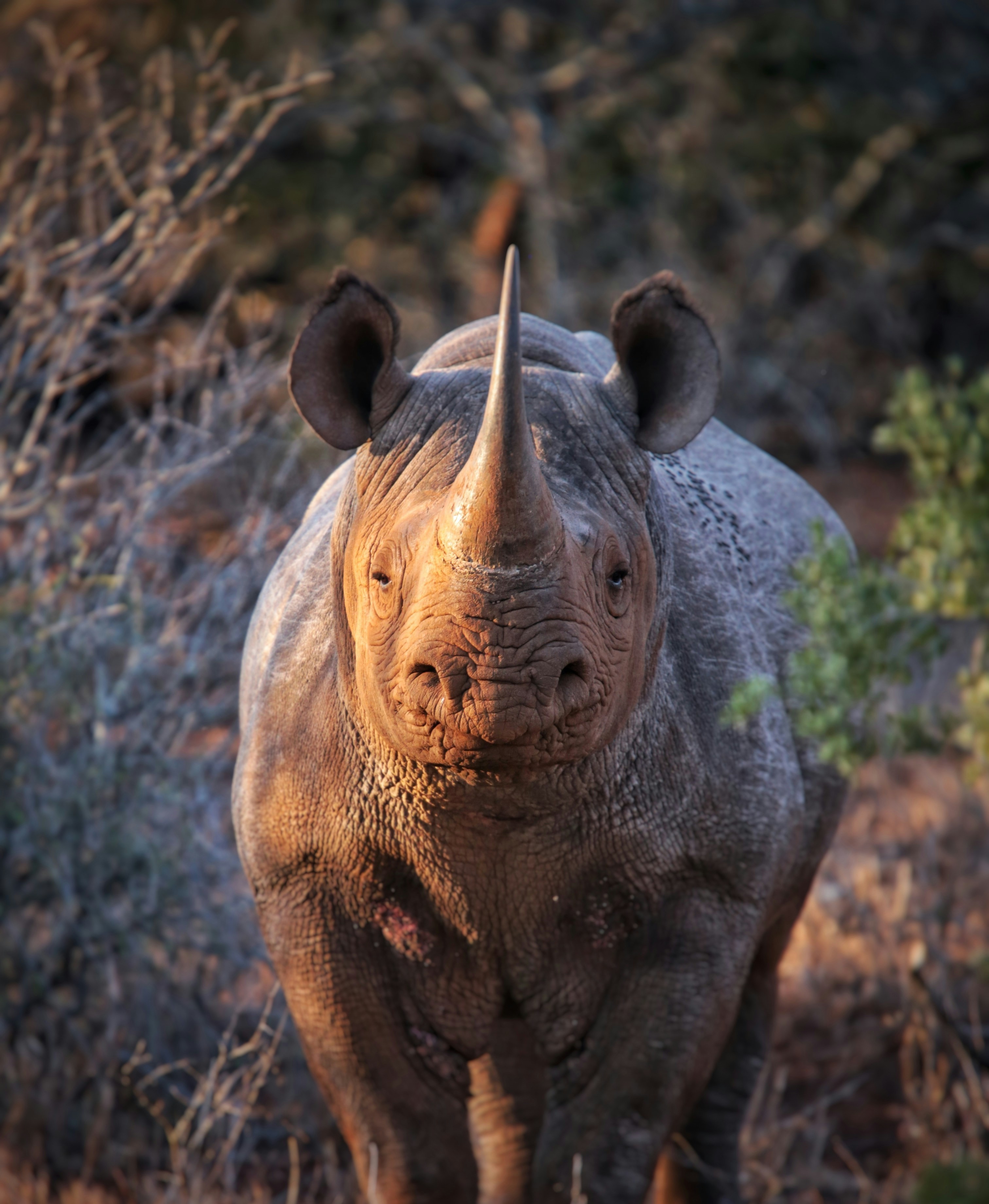 4-Day Safari – Manyara, Ngorongoro & Tarangire
