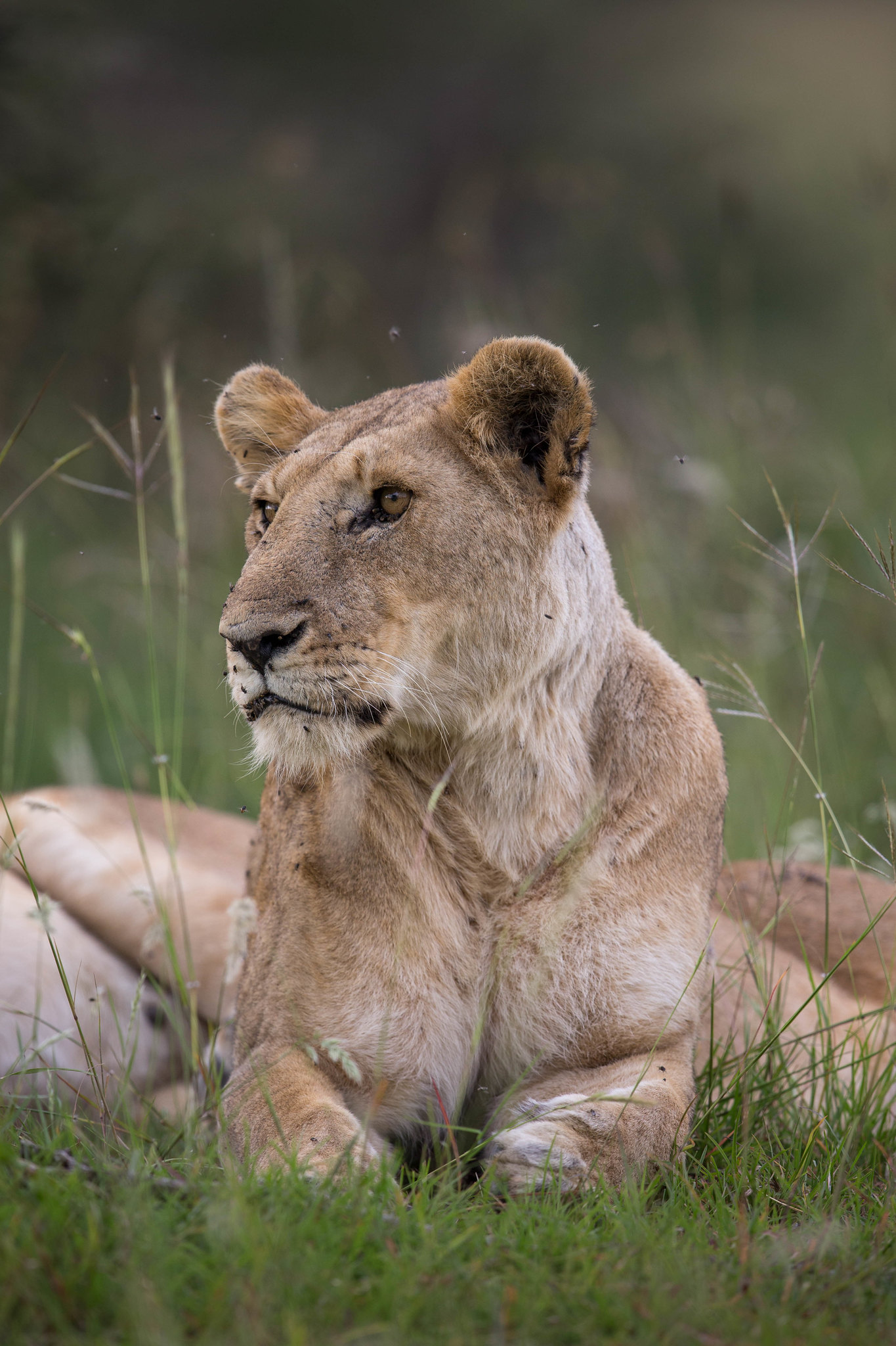 5-Day Big Five Safari in Tanzania