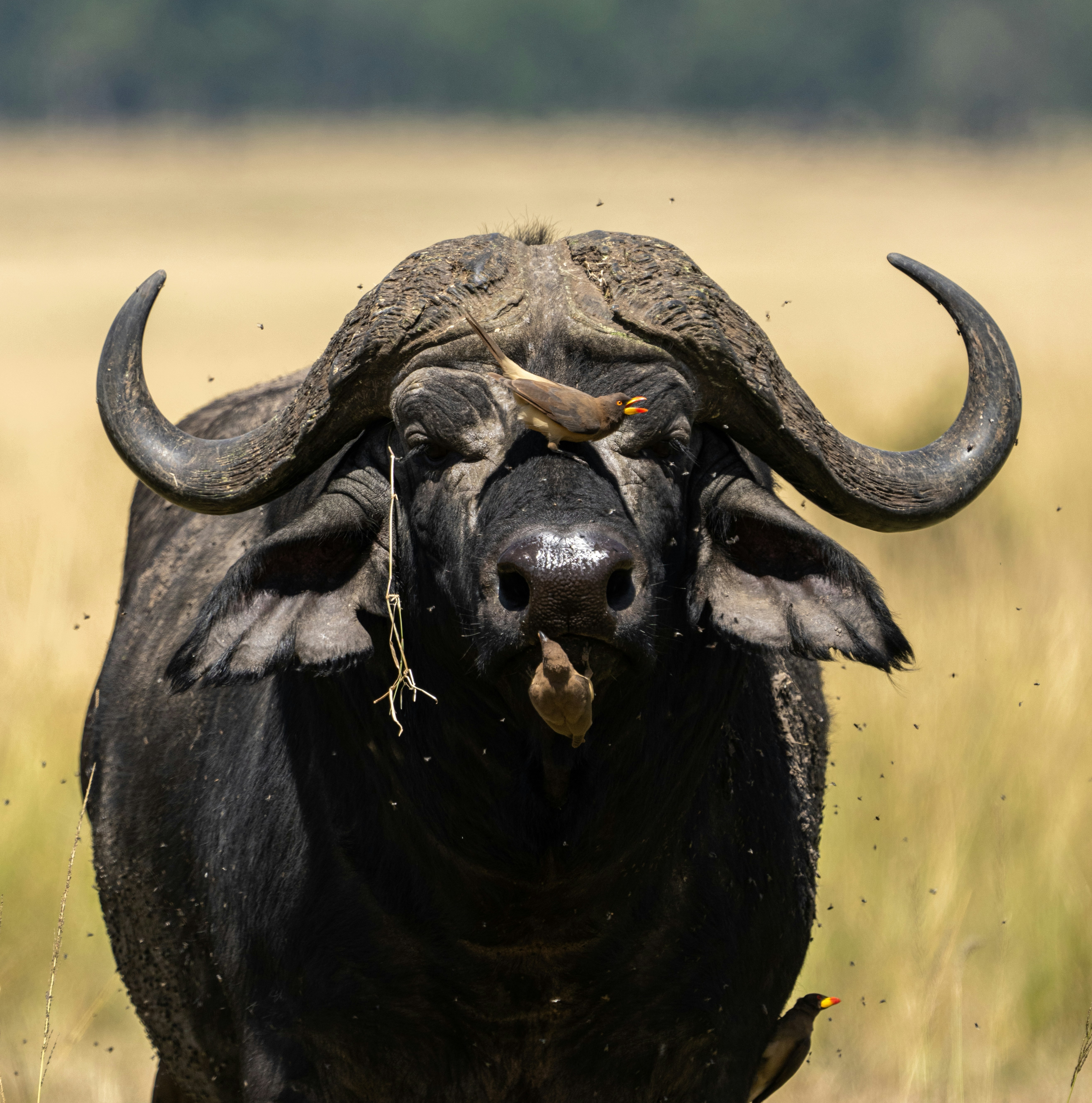 12-Day Luxury Big Five Safari & Zanzibar Beach Holiday