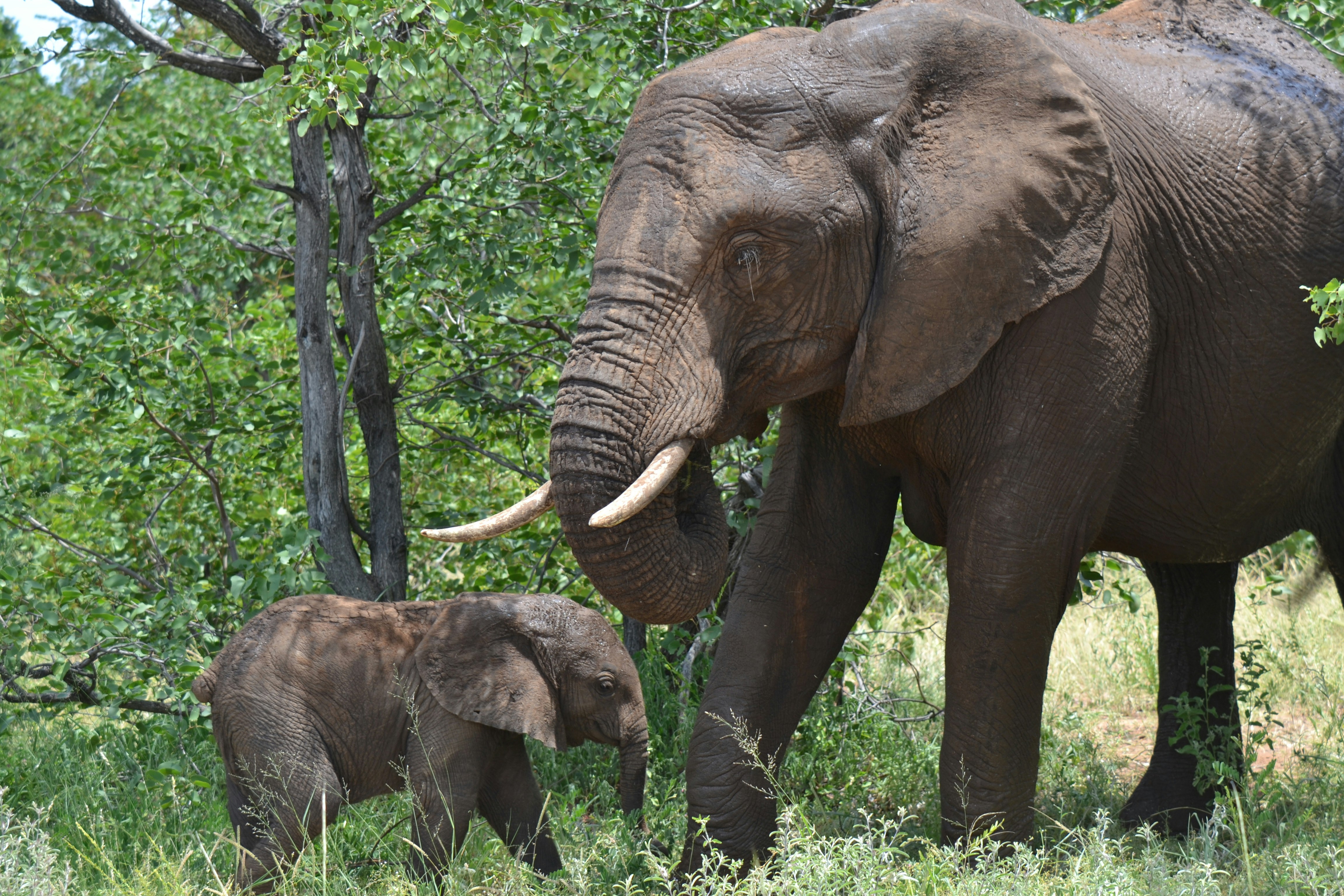 9-Day Ndutu, Ngorongoro & Serengeti Safari
