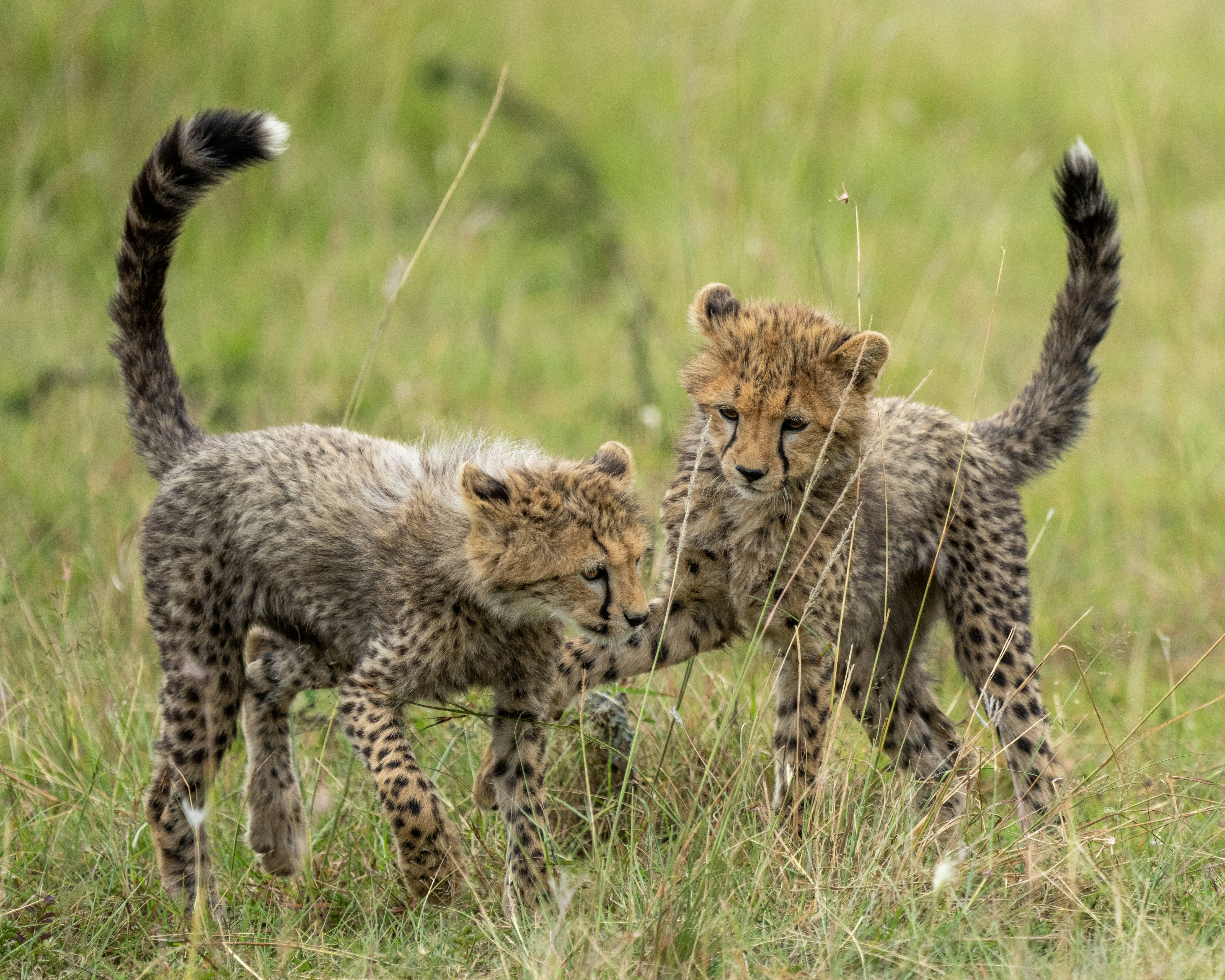 6-Day Ndutu Calving Safari Adventure
