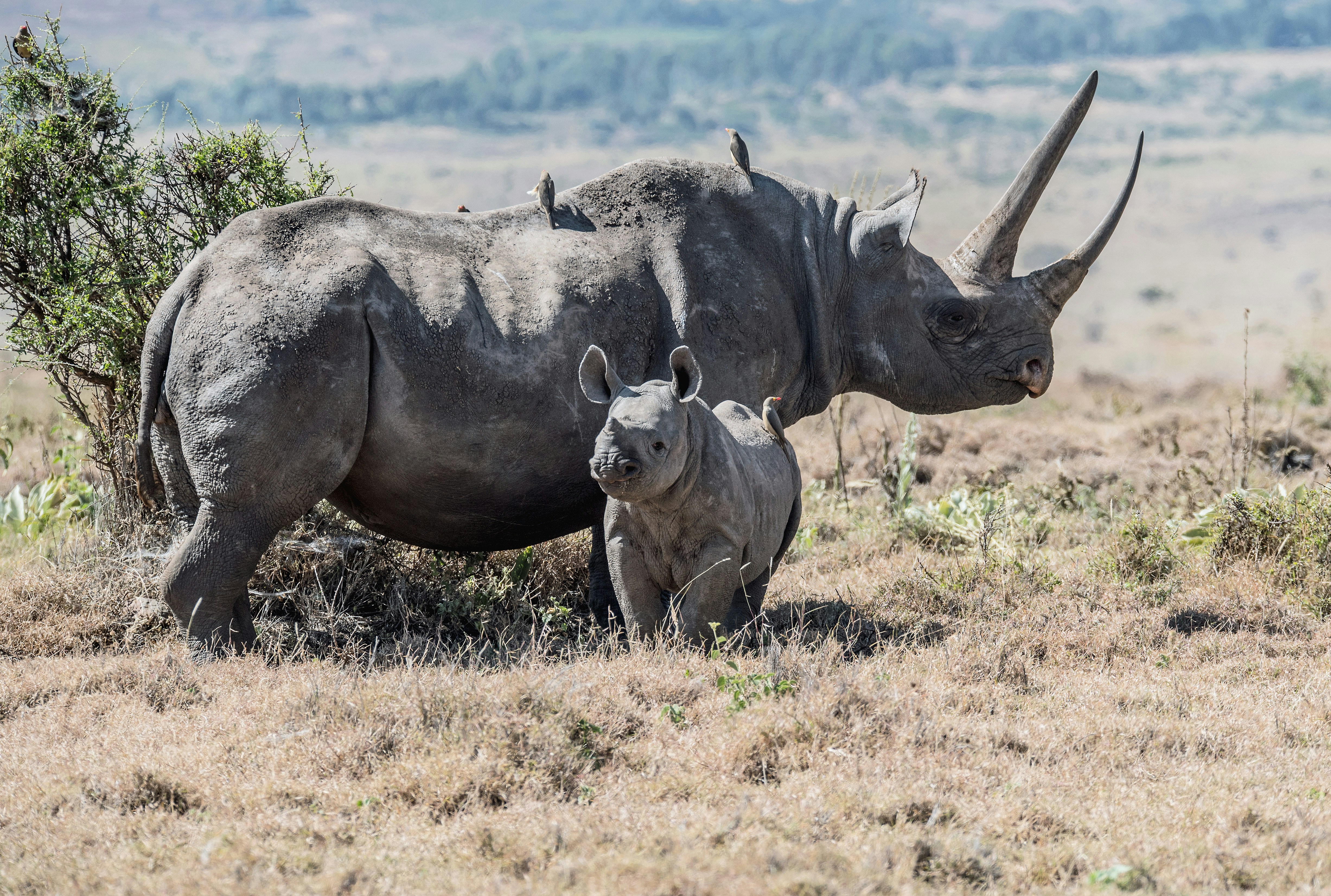 7-Day Big Five & Calving Season Safari