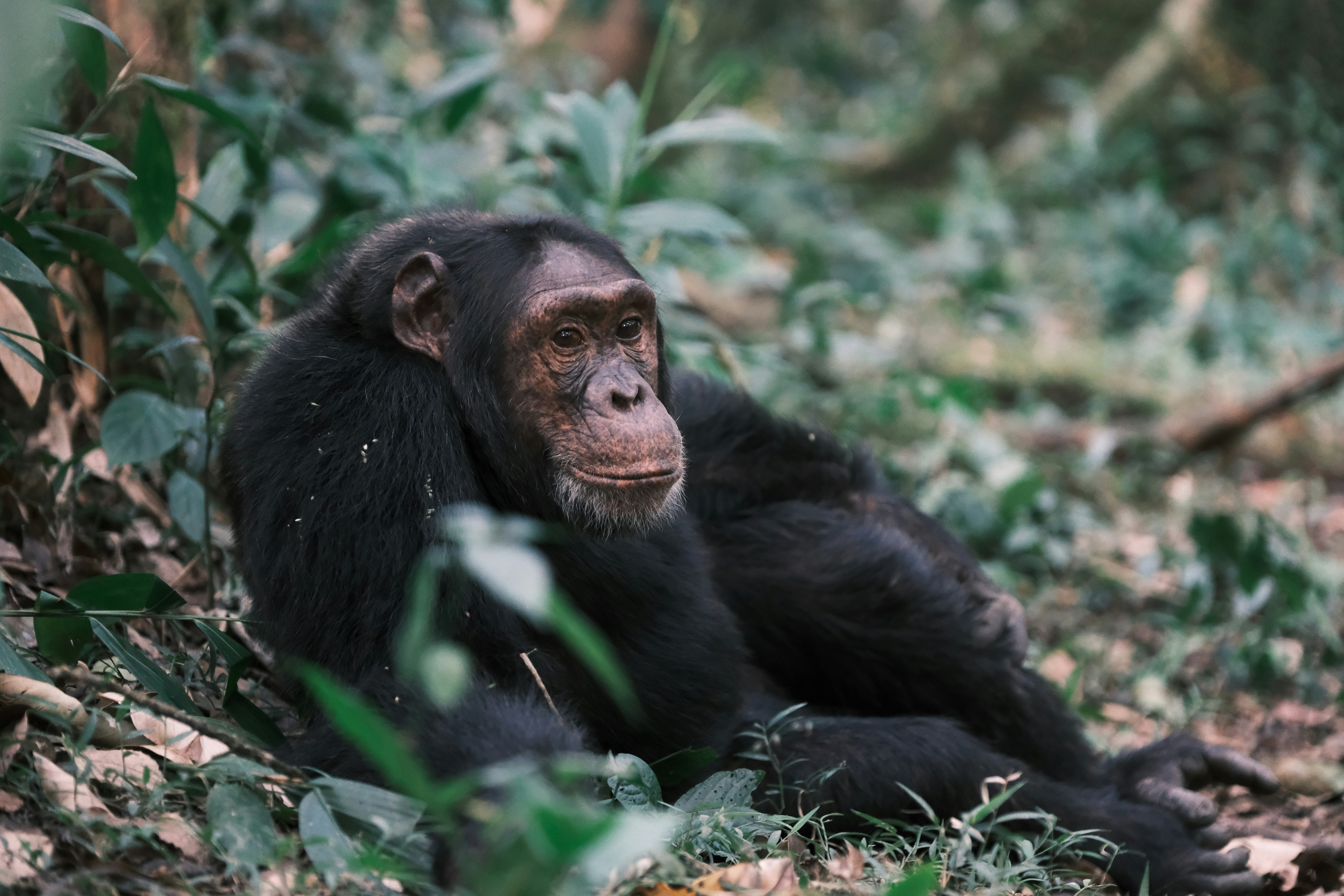 8-Day Tanzania Safari – Katavi & Mahale Mountains