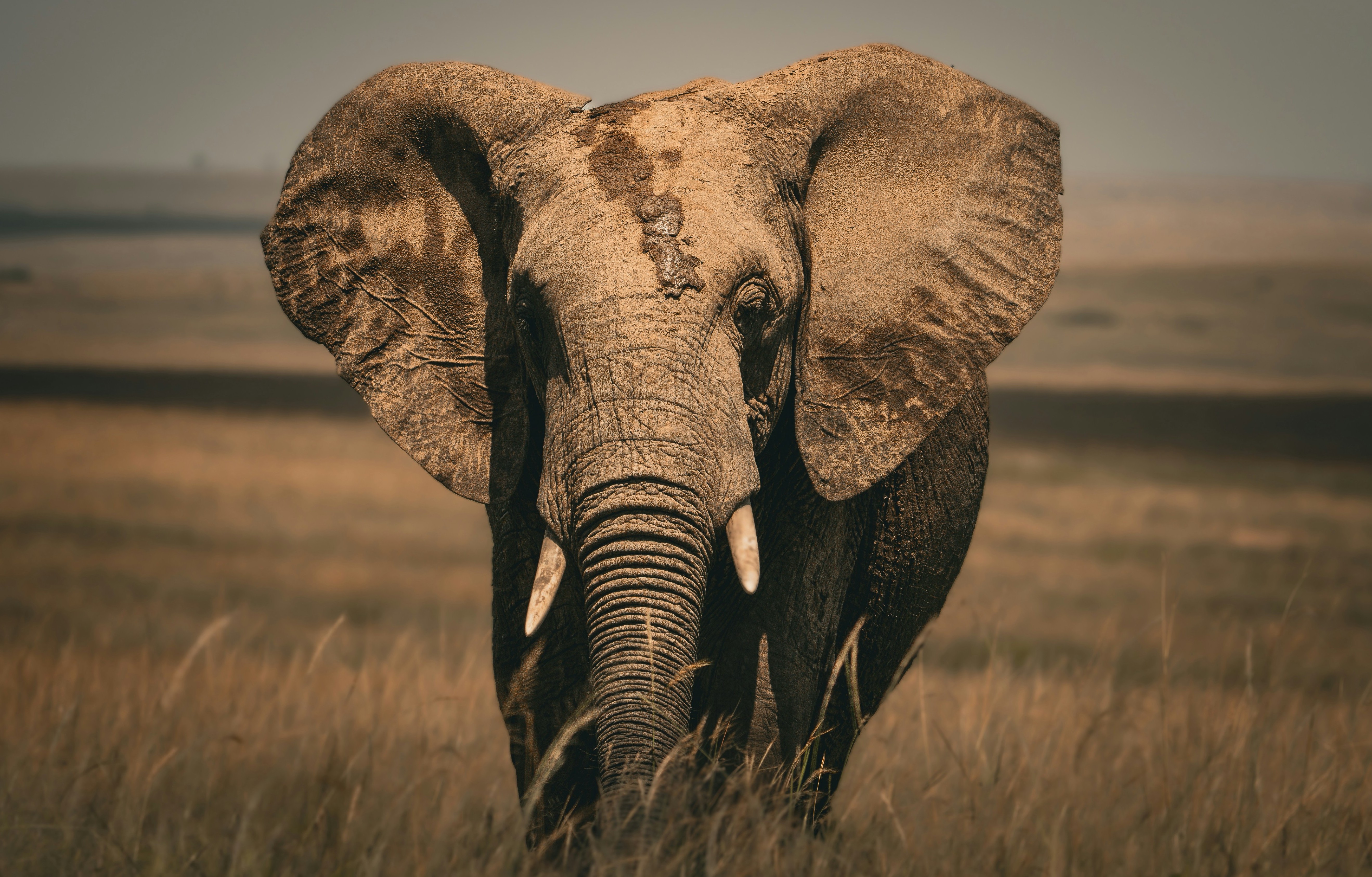 10-Day Big Five Safari – Serengeti & Ngorongoro