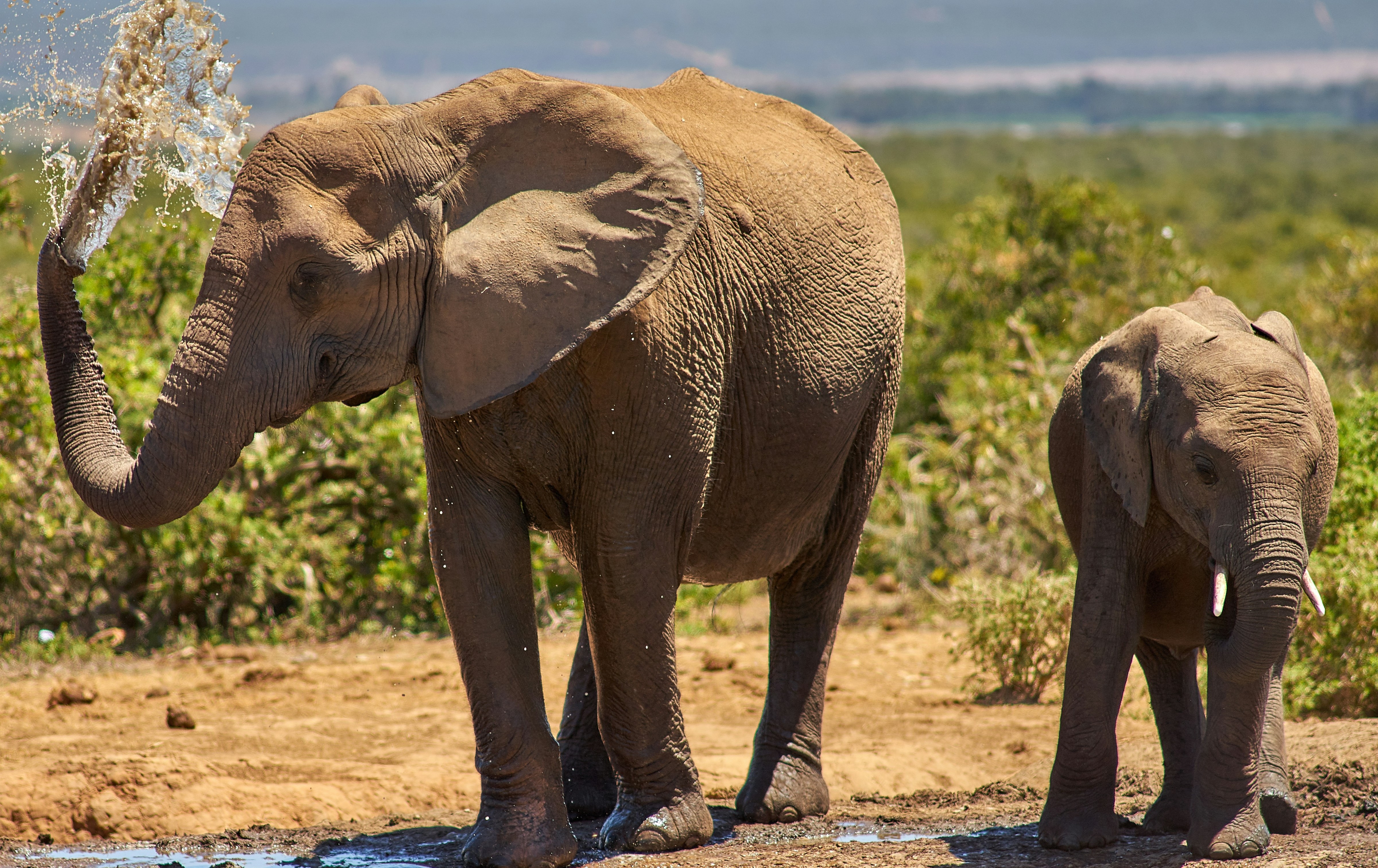 5-Day Ndutu Calving Season Honeymoon Safari
