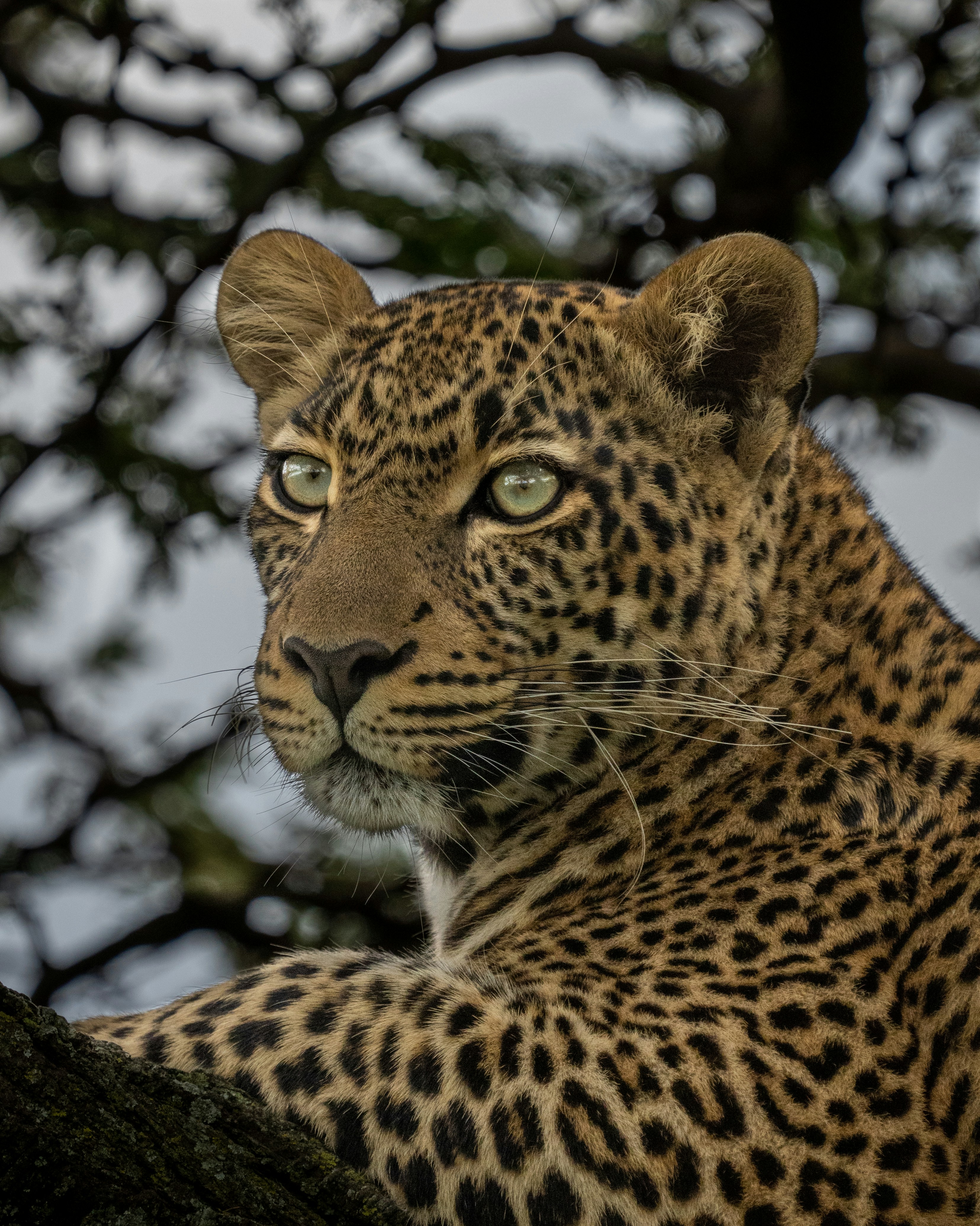 7-Day Green Season Migration Safari