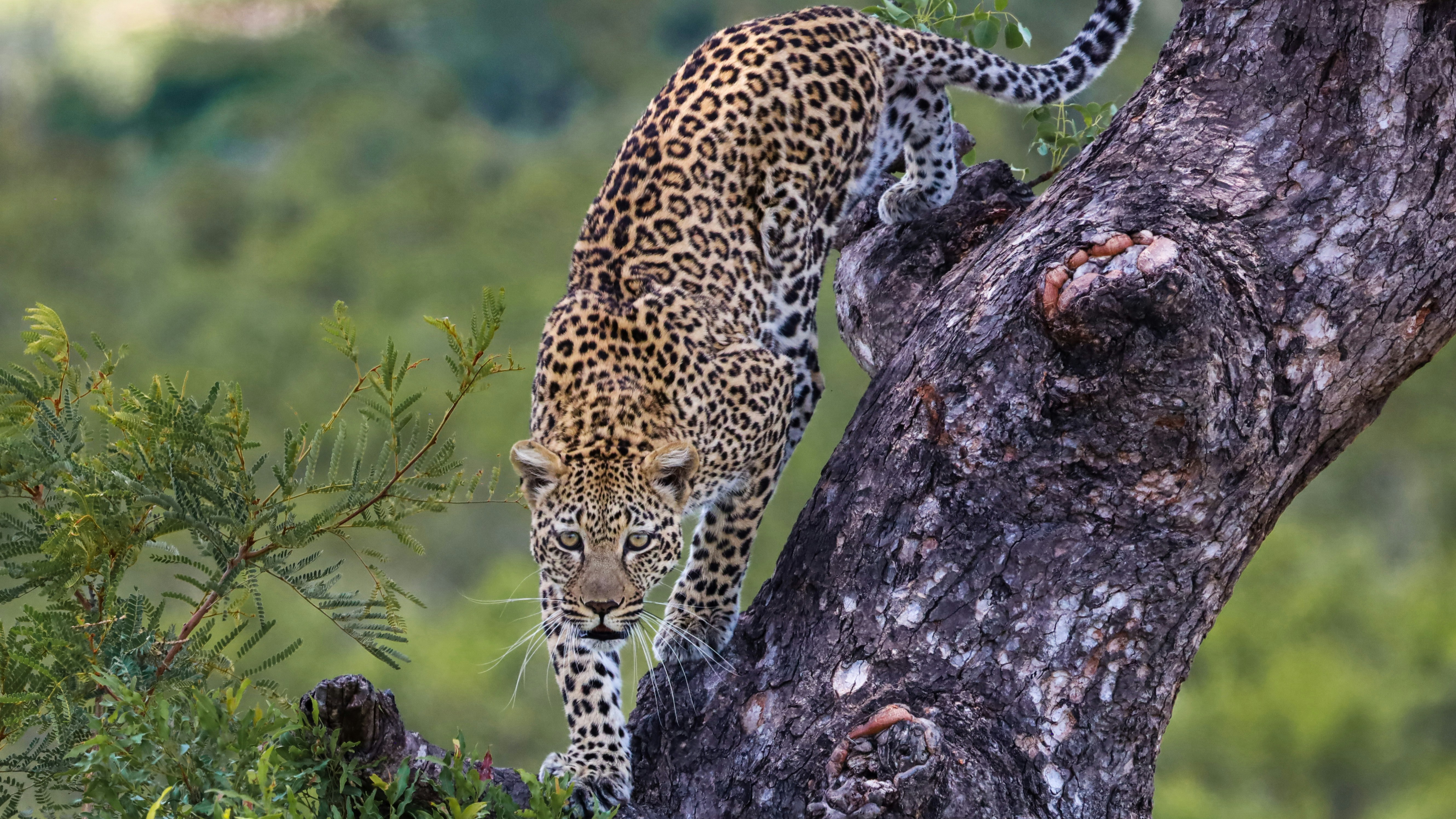 7-Day Big Five & Serengeti Plains Safari