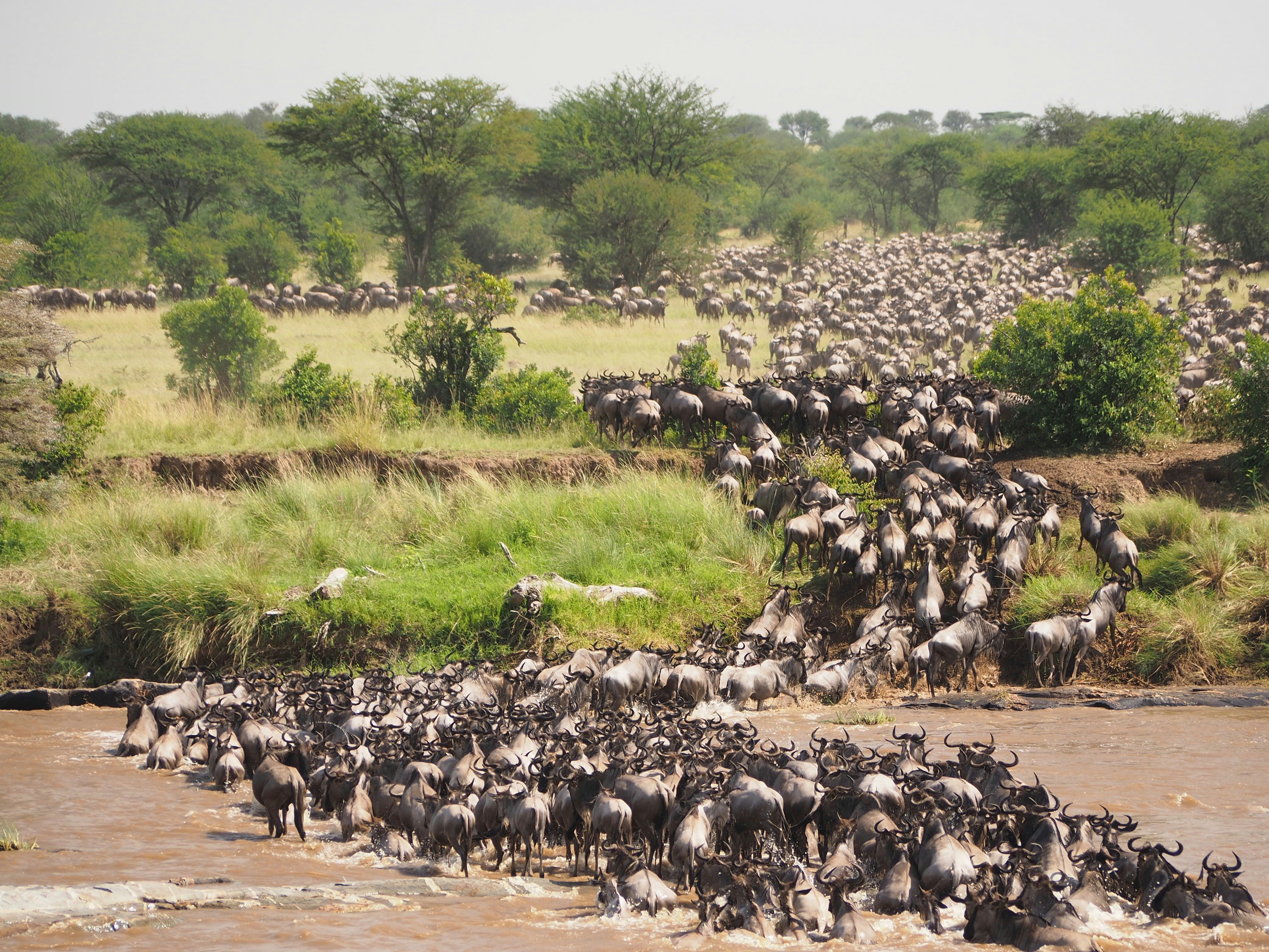 8 Days Migration Kenya & Tanzania