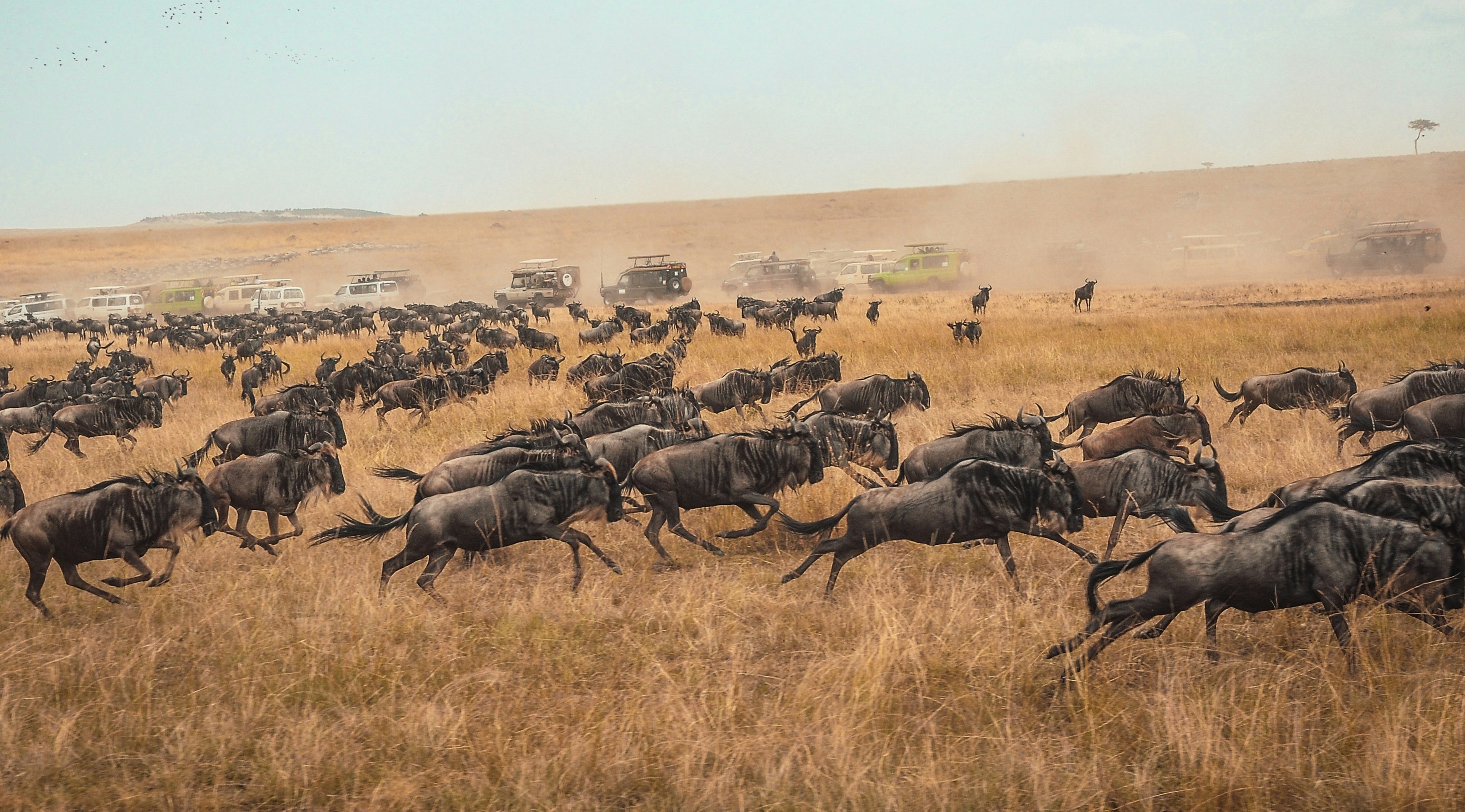 12-Day Migration & Zanzibar Beach