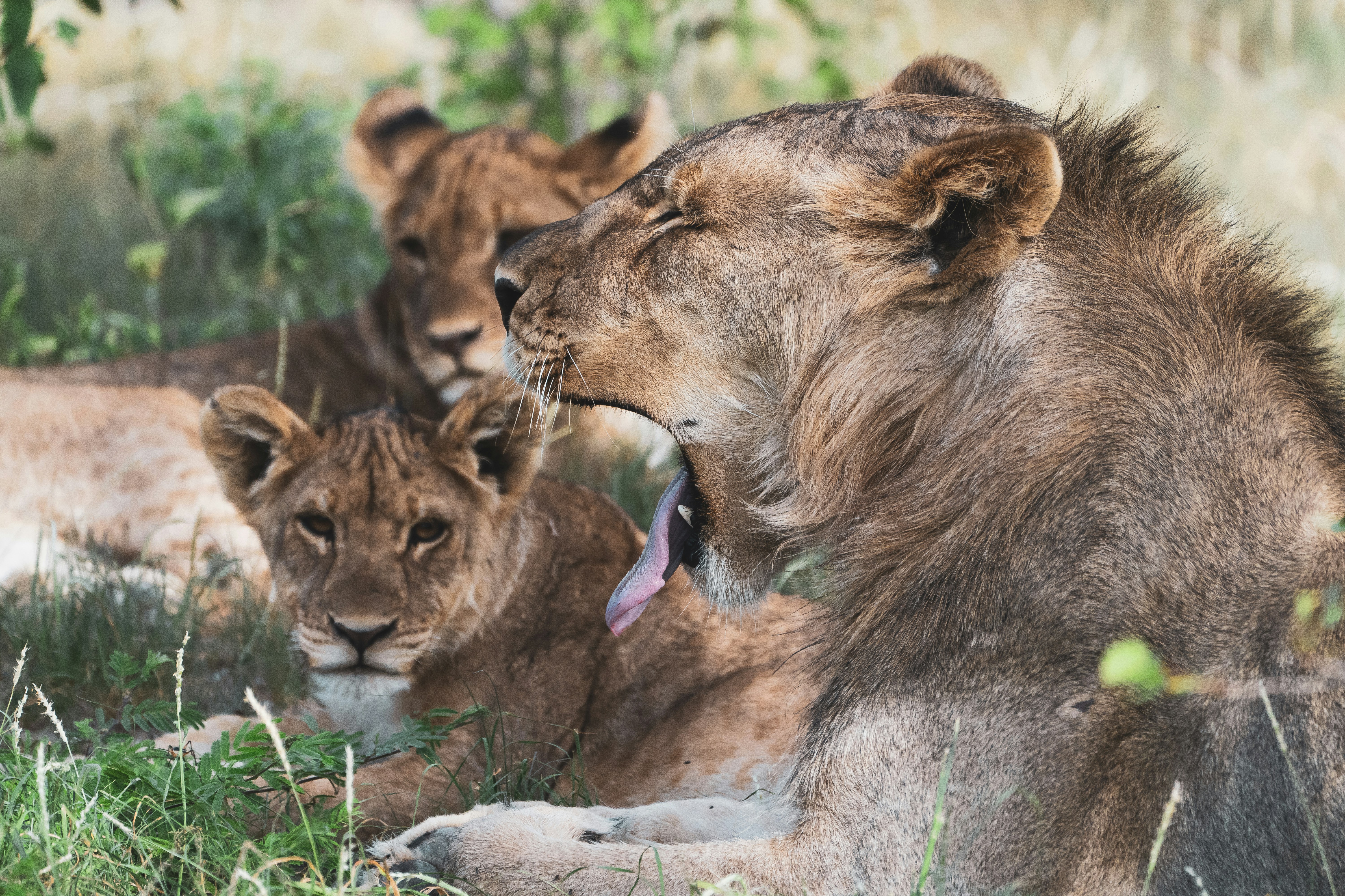 10-Day Honeymoon Safari with L-Natron & Walking Tour