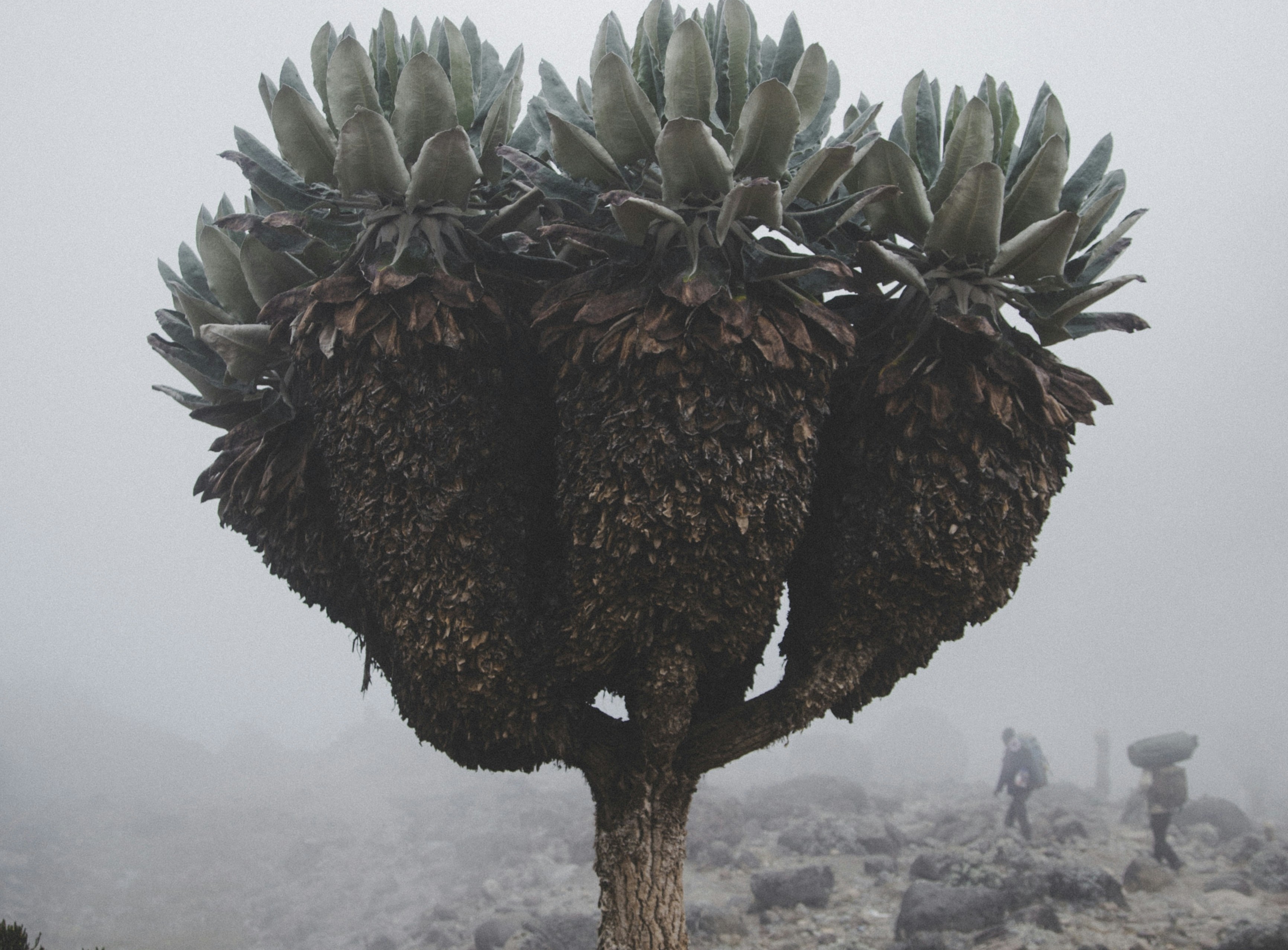Barranco Camp (3,950 m) → Karanga Camp (4,040 m)