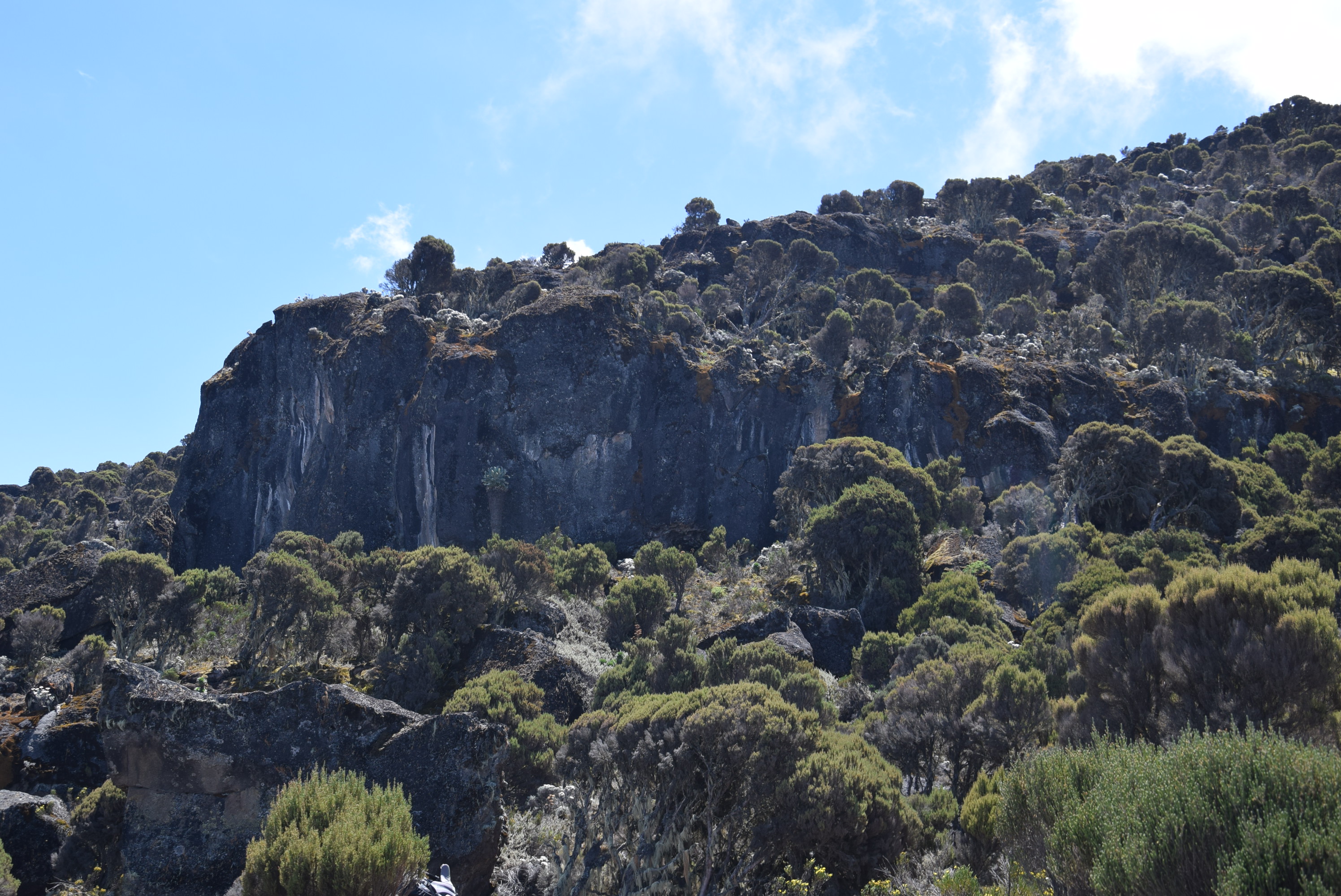 Horombo Huts (3,720 m) → Marangu Gate (1,860 m) → Return to Hotel