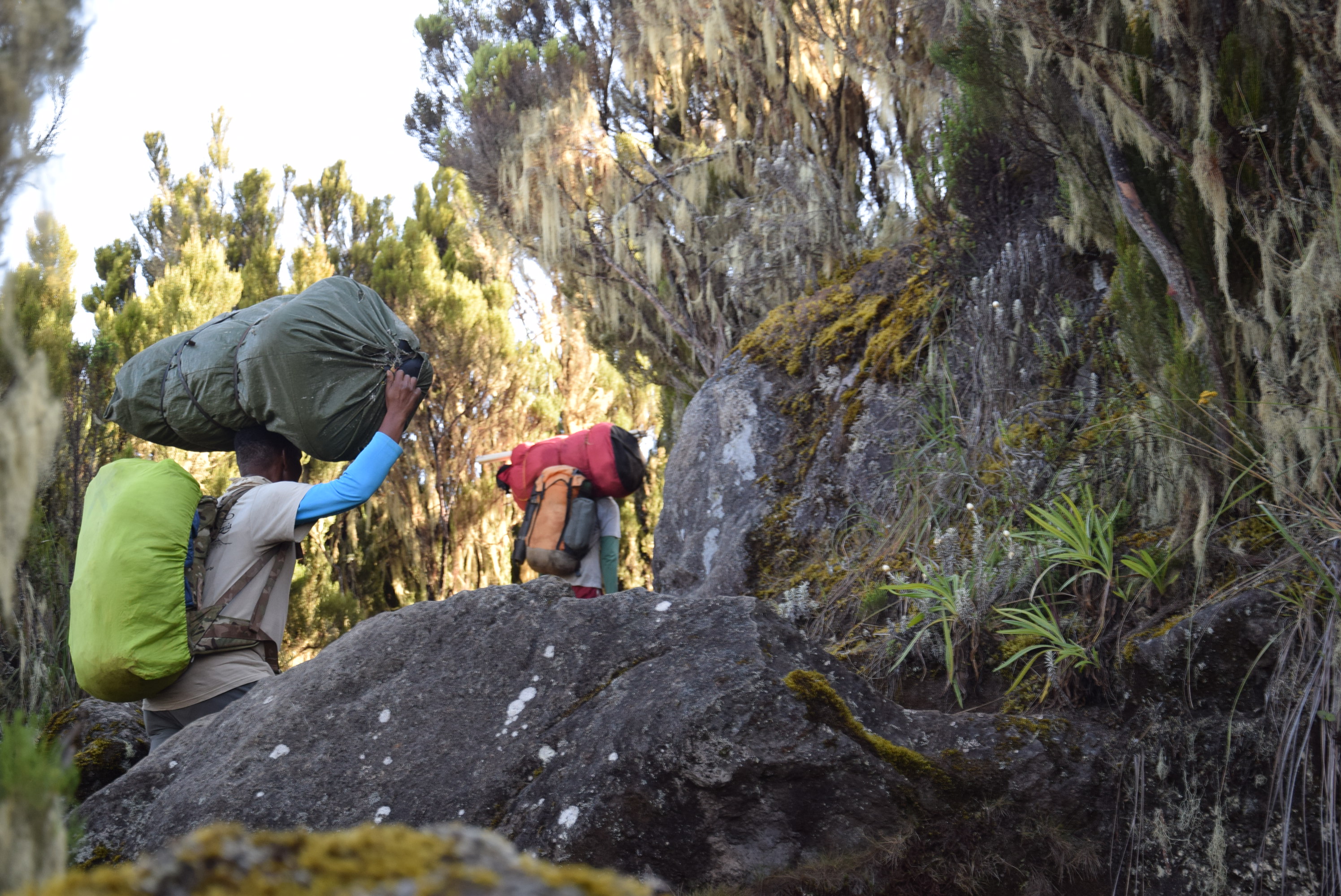 Rongai Gate (1,950 m) → First Cave Camp (2,650 m)
