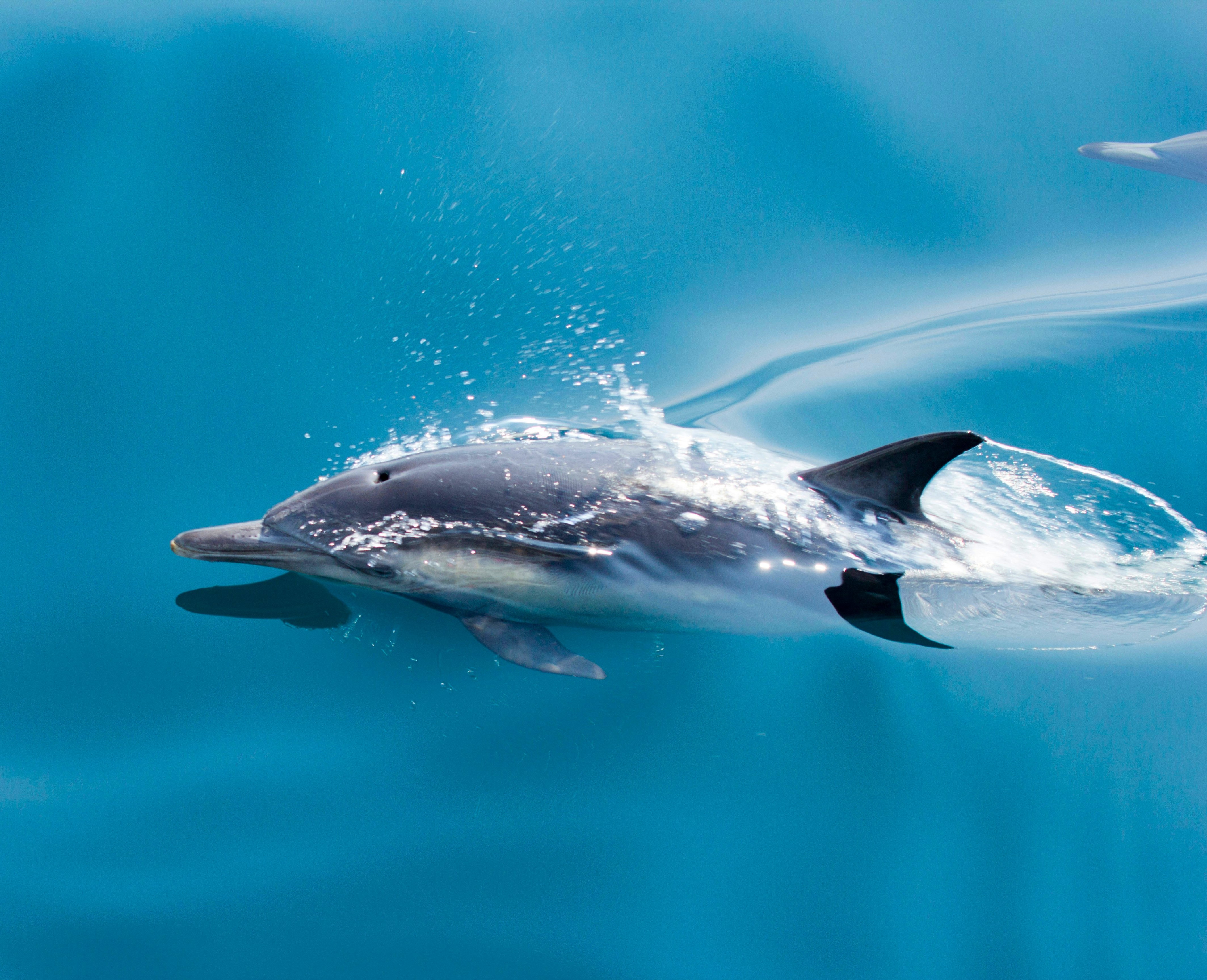 Dolphin Dive & Heritage cover image