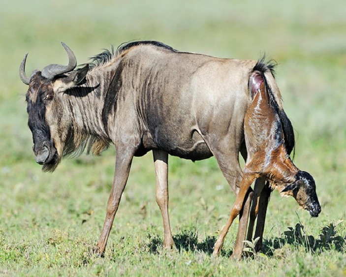 Ngorongoro Crater