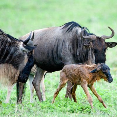 Calving Season Safari